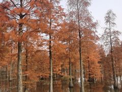 -池杉湖湿地公园