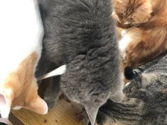 -平行世界·猫咖(首经贸店)