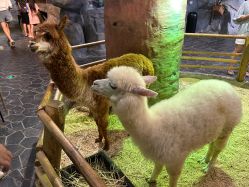 -Zoolung Zoolung动物主题公园(海信广场店)