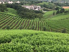 -帐篷客·溪龙茶谷度假酒店