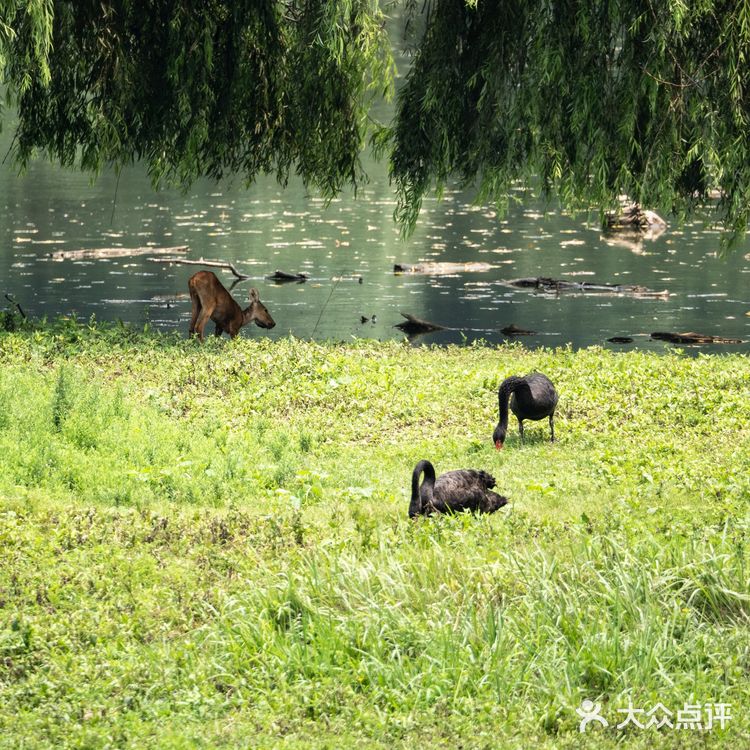 SUMMER[糖果]保护区看鹿