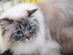 -momokira米努特·德文卷毛猫·棉花面纱犬