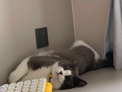 -关爱宠物医院·猫科中心·消化科(滨湖万达分院)