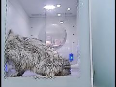-爱洗澡的猫(望京店)