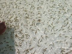 iphone_upload_pic-碧海金沙