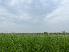 -宁波杭州湾国家湿地公园