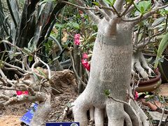 -国家植物园南园