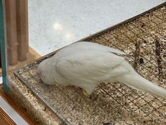 -帕帕拉兹宠物(亚洲旗舰店)