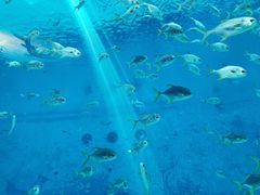 景点-上海海昌海洋公园