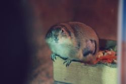 -酷嗒动物文化乐园(cutezoo西溪乐天城店)