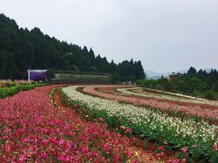 -中国香山·寿香谷