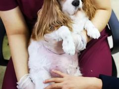 -美联众合动物医院·24h转诊中心