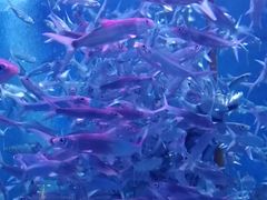 -成都浩海立方海洋公园