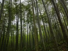 -东明山森林公园