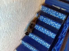 -Sirena海妖日咖夜酒