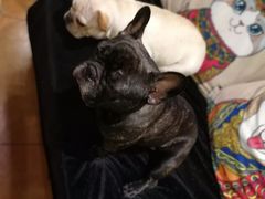 -more than meow吴止猫主题餐厅(承德 中船汇店)