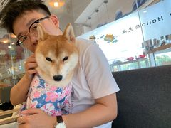 -南京Hallo宠物乐园·哈罗犬舍·柴犬繁育基地