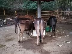 -横沥牛庄(总店)