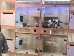 -山宅一喵德文卷毛猫舍