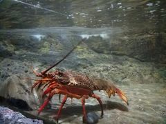 -凯莉-塔尔敦海洋生物水族馆