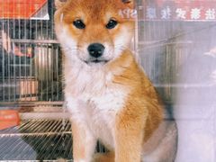 -诺诺宠屋(欧洲城店)