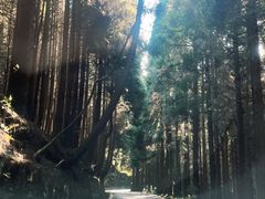 -武陵山森林公园