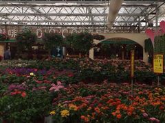 iphone_upload_pic-荷兰花海