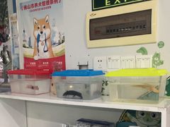-瑞派先诺宠物医院•猫专科•普外科•中兽医(佛山院)