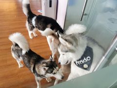 -Husky Go! 哈士奇体验馆·宠物咖啡厅狗咖