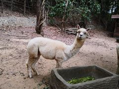 -清迈夜间动物园