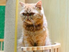 -猫和宫(六道口店)