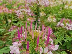 -松山湖梦幻百花洲
