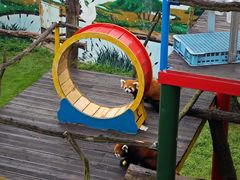 -西霞口神雕山野生动物世界