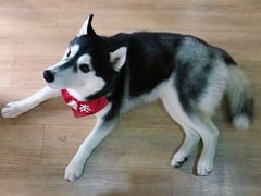 -Husky Go! 哈士奇体验馆·宠物咖啡厅狗咖