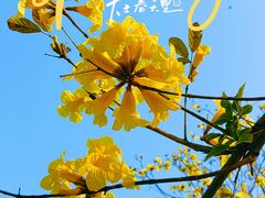 -洲头咀公园