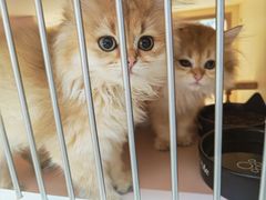 -囡的喵喵酱·萌宠生活馆·宠物洗护美容(胶州路店)