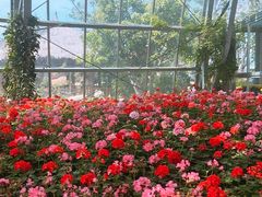 -芽庄珍珠岛游乐园