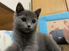 -lincat·猫舍(广州店)