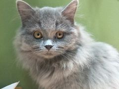 -猫亿天猫咖