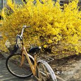 【裕美路 金灿灿的春天】