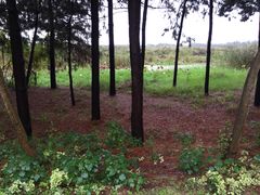 -合肥滨湖国家森林公园