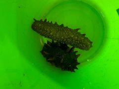 -回香楼大连新派清真菜