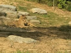 -北京野生动物园