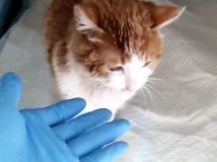 -北京观赏动物医院·24小时大型综合·猫专科·异宠专科