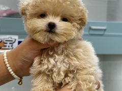 -萌宠之家·腊肠犬·马尔泰·小体犬舍
