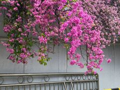 -深圳仙湖植物园-停车场