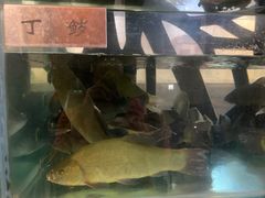 -瑞琳阿尔泰冷水鱼(于田街店)