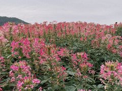-径山花海