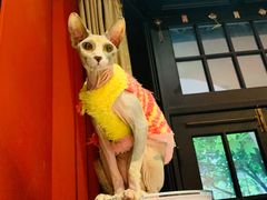 -猫色咖啡·猫咖