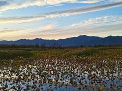 -野鸭湖国家湿地公园